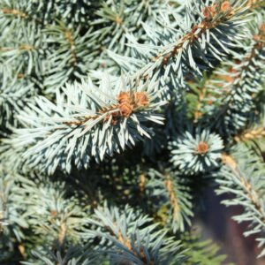 Picea sitchensis Silberzwerg - Feuillage