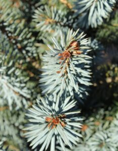 Picea sitchensis Silberzwerg - Feuillage