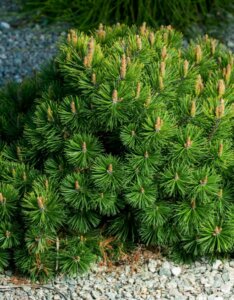 Pinus mugo benjamin - Vue d'ensemble