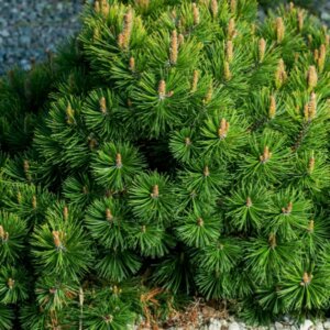 Pinus mugo benjamin - Vue d'ensemble