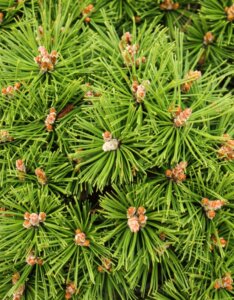 Pinus mugo benjamin - Feuillage