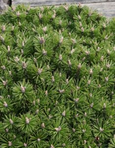 Pinus mugo benjamin - Feuillage