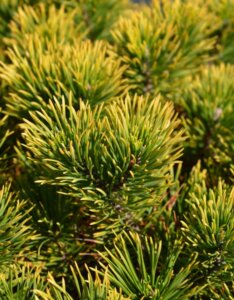 Pinus mugo Carsten's Wintergold - Feuillage