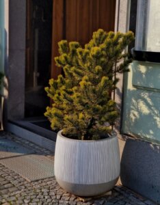 Pinus mugo Carsten's Wintergold - Plante en pot