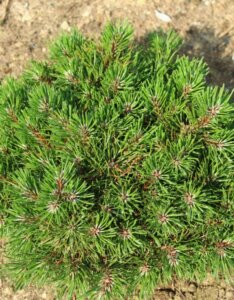 Pinus mugo Carsten's Wintergold - Vue d'ensemble