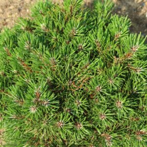 Pinus mugo Carsten's Wintergold - Vue d'ensemble