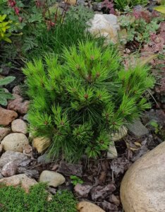 Pinus mugo Varella - Vue d'ensemble