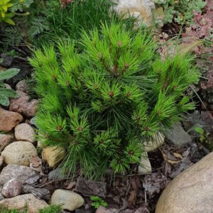 Pinus mugo Varella - Vue d'ensemble