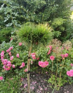 Pinus mugo Varella - Vue d'ensemble