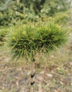 Pinus mugo Varella - Feuillage
