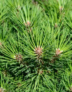 Pinus nigra Brepo - Feuillage