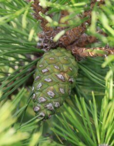 Pinus nigra Brepo - Fruit