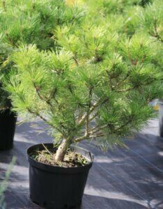 Pinus nigra Brepo - Plante en pot