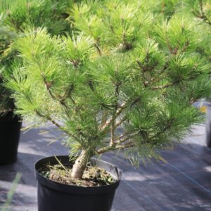 Pinus nigra Brepo - Plante en pot