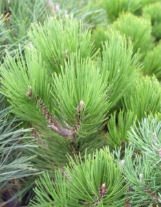 Pinus nigra Green Tower - Feuillage