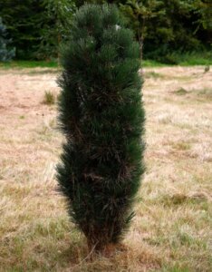 Pinus nigra Green Tower - Vue d'ensemble