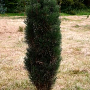 Pinus nigra Green Tower - Vue d'ensemble