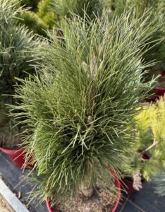 Pinus nigra Green Tower - Plante en pot