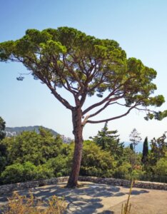 Pinus pinea - Vue d'ensemble