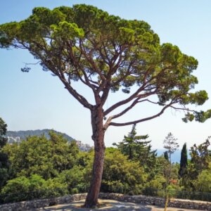 Pinus pinea - Vue d'ensemble
