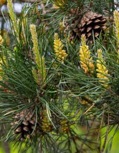 Pinus pinea - Fruits