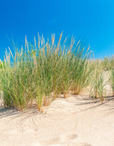 Ammophila arenaria - Oyat des sables - Vue d'ensemble