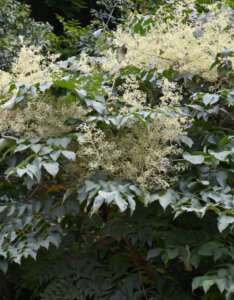 Aralia elata - Angélique du Japon - Vue d'ensemble