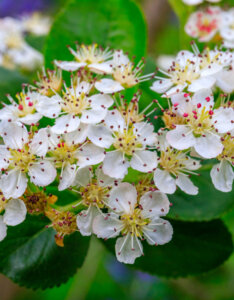 Aronia melanocarpa - Aronie à fruits noirs - Fleurs
