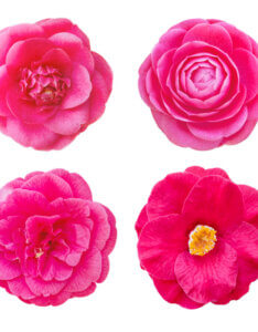 Camellia japonica rose - fleurs
