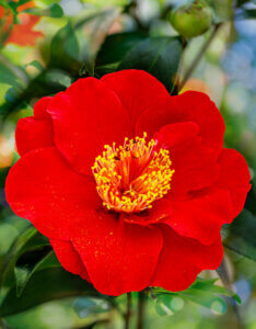 Camellia japonica rouge - fleur