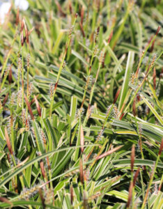 Carex oshimensis Feather Falls - Laîche d'Oshima - Inflorescences
