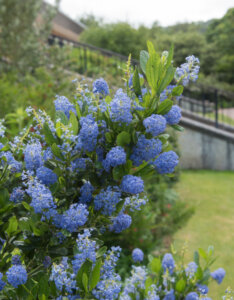 Ceanothus Victoria - Céanothe - Lilas de Californie - Vue d'ensemble