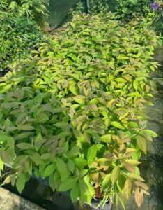 Diospyros lotus - Plaqueminier du lotus - Porte-greffe de kaki