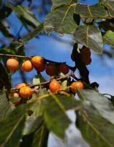 Diospyros lotus - Plaqueminier du lotus - Fruits et feuilles