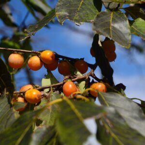 Diospyros lotus - Plaqueminier du lotus - Fruits et feuilles
