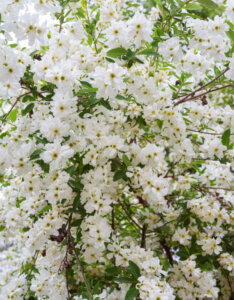 Exochorda macrantha The Bride - Arbuste pleureur à fleurs blanches - Vue d'ensemble