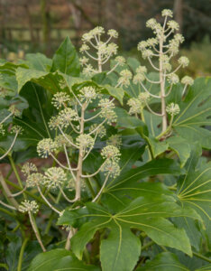 Fatsia japonica - Aralia du japon - Faux aralia - Vue d'ensemble