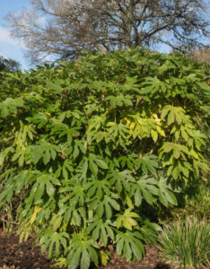 Fatsia polycarpa Green Fingers - Aralia de Taïwan - Vue d'ensemble