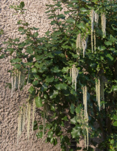 Garrya elliptica James Roof - Garryer à feuilles elliptiques - Vue d'ensemble