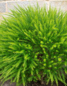 Grevillea juniperina - Grévilléa à feuilles de genévrier - Feuillage