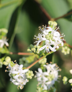 Heptacodium miconioides - Arbre des sept fils - Heptacodion de Chine - Inflorescences