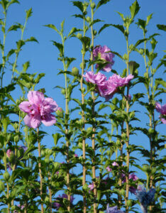 Hibiscus syriacus Lavender Chiffon ® - Notwoodone - Mauve en arbre - Vue d'ensemble
