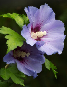 Hibiscus syriacus Oiseau Bleu - Mauve en arbre - Althea - Ketmie - Fleurs et feuillage