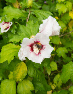 Hibiscus syriacus Red Heart - Mauve en arbre - Althea - Ketmie - Vue d'ensemble