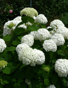 Hydrangea arborescens Strong Annabelle ® - Hortensia arborescent - Vue d'ensemble