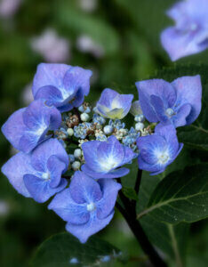 Hydrangea macrophylla Zorro ® - Hortensia à grandes feuilles, bleu - Inflorescence