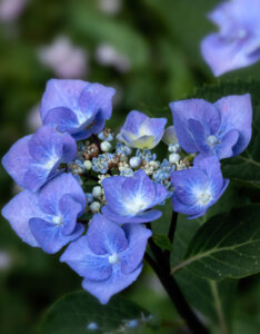 Hydrangea macrophylla Zorro ® - Hortensia à grandes feuilles, bleu - Inflorescence