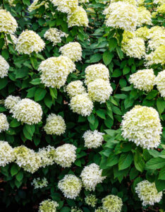 Hydrangea paniculata Limelight ® - Hortensia paniculé blanc - Vue d'ensemble
