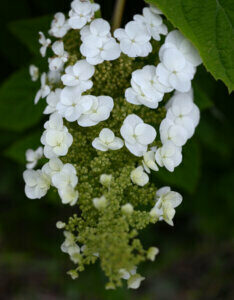 Hydrangea quercifolia Alice - Hortensia à feuilles de chêne blanc - Inflorescence