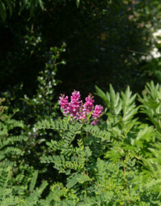 Indigofera heterantha - Indigofera gerardiana - Indigotier rose - Inflorescence